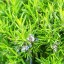 Rosemary